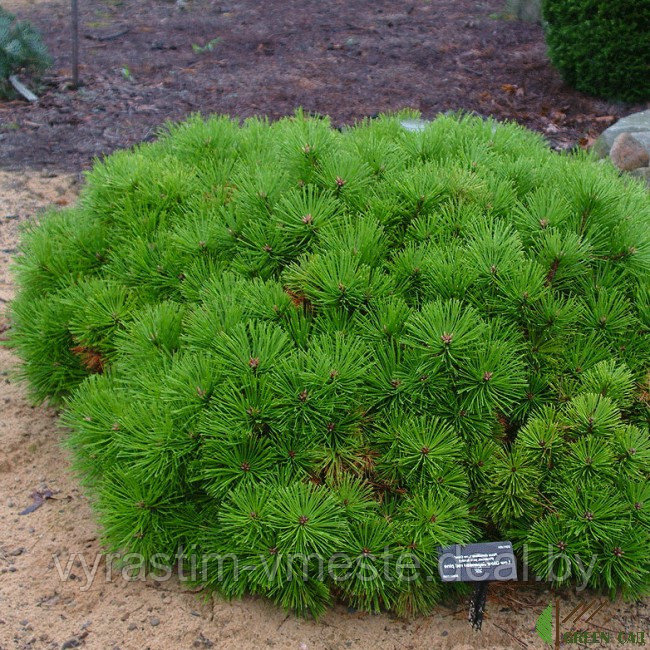 Сосна густоцветковая Лоу Глоу (Pinus densiflora Low Glow) С10, выс. 45-50 см - фото 1 - id-p196354596