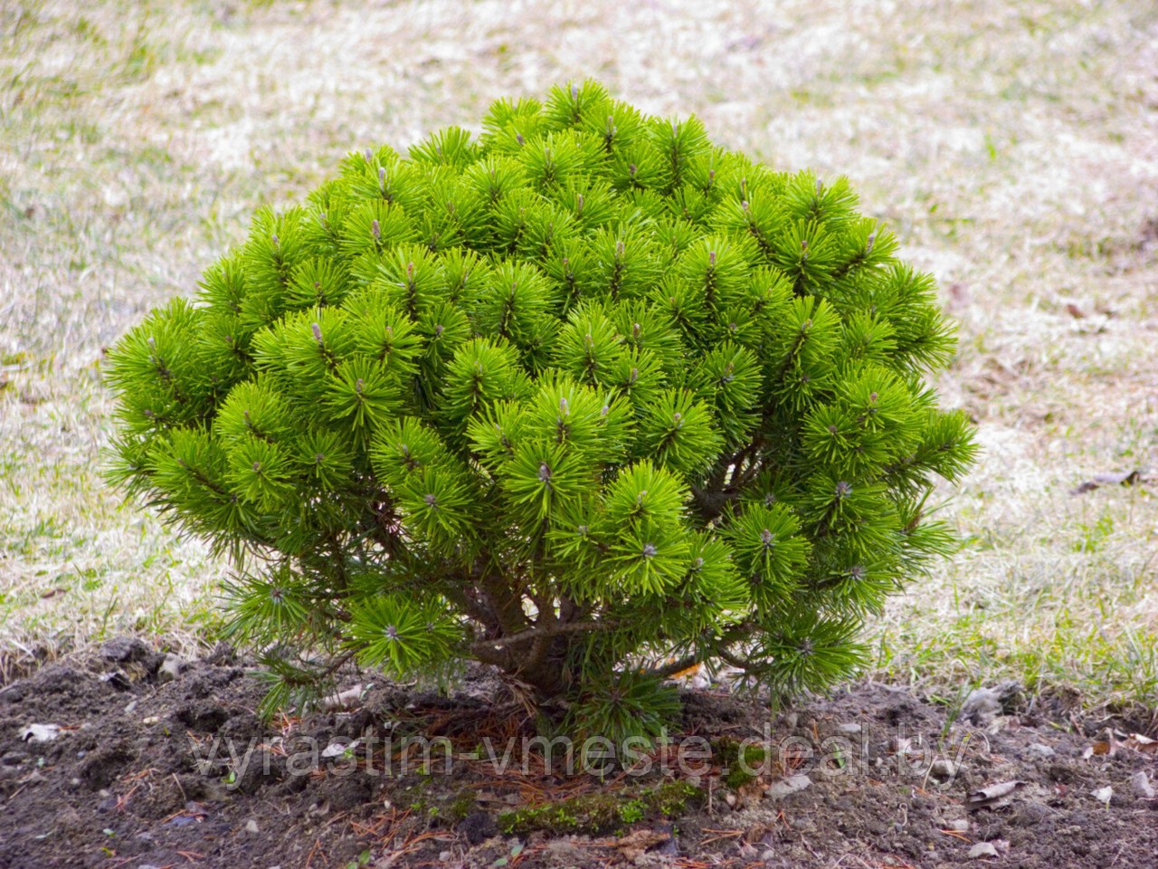 Сосна густоцветковая Лоу Глоу (Pinus densiflora Low Glow) С10, выс. 45-50 см - фото 2 - id-p196354596