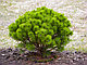 Сосна густоцветковая Лоу Глоу (Pinus densiflora Low Glow)  С10, выс. 45-50 см, фото 2