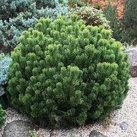 Сосна горная Швайцер Турист (Pinus mugo Schweizer Tourist) С7, 35-40 см