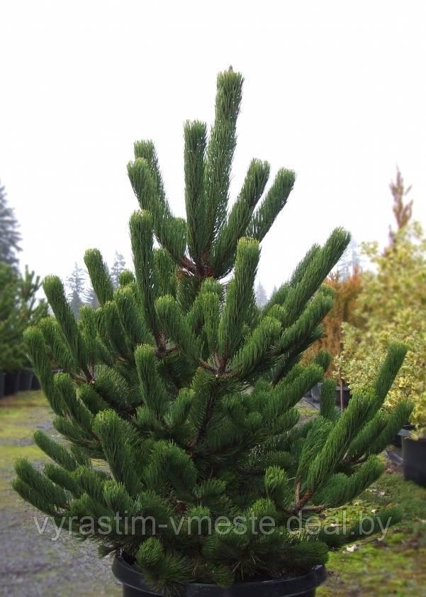 Сосна черная Орегон Грин (Pinus nigra Oregon Green) С5, выс. 120 - фото 1 - id-p196354917