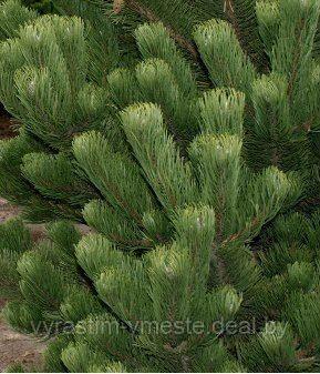 Сосна черная Орегон Грин (Pinus nigra Oregon Green) С5, выс. 120 - фото 4 - id-p196354917