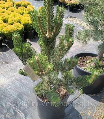 Сосна черная Орегон Грин (Pinus nigra Oregon Green) С5, выс. 120 - фото 5 - id-p196354917