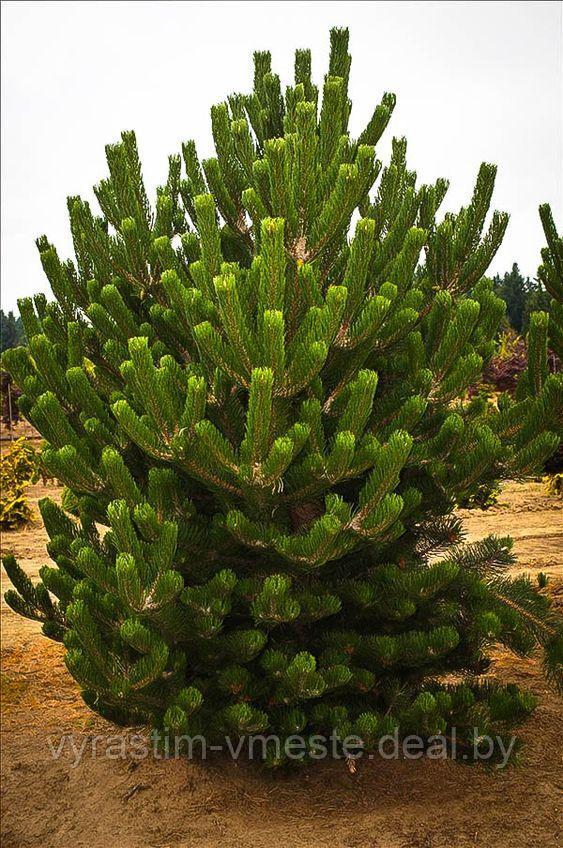 Сосна черная Орегон Грин (Pinus nigra Oregon Green) С5, выс. 120 - фото 6 - id-p196354917