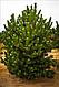 Сосна черная Орегон Грин (Pinus nigra Oregon Green) С5, выс. 120, фото 6
