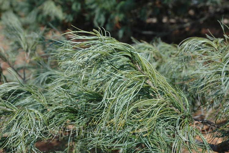 Сосна веймутова Торулоза (Pinus strobus Torulosa) С5, выс. 60 см - фото 2 - id-p196355112