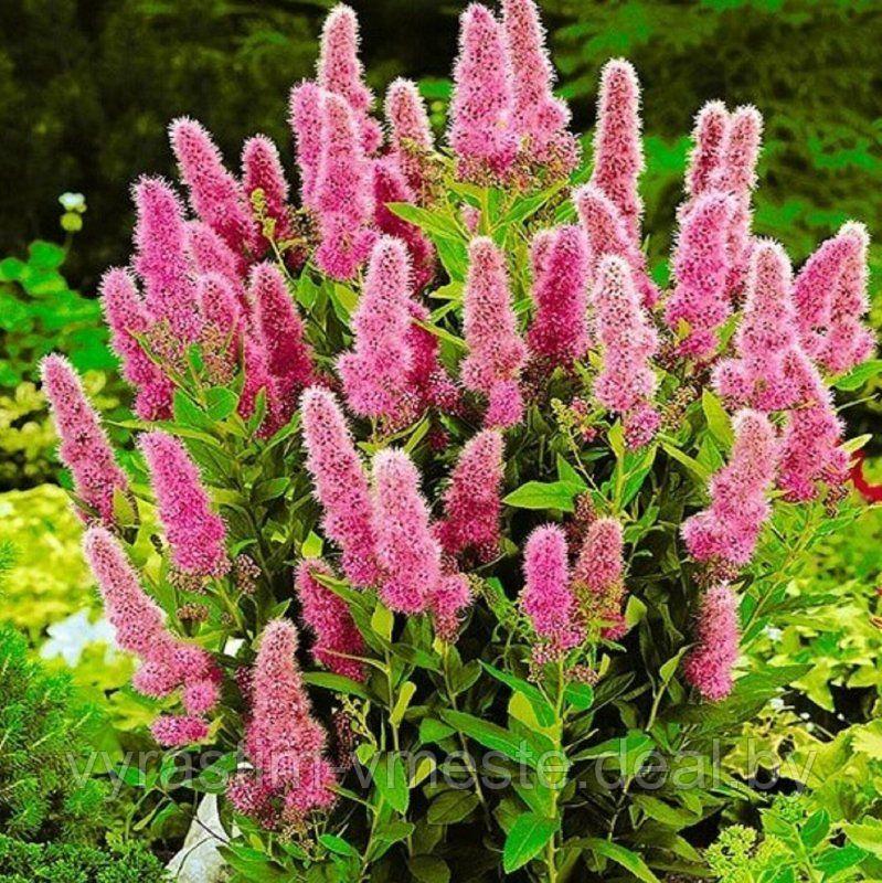 Спирея Билларди (Spiraea billardii) С20, 130-140 см