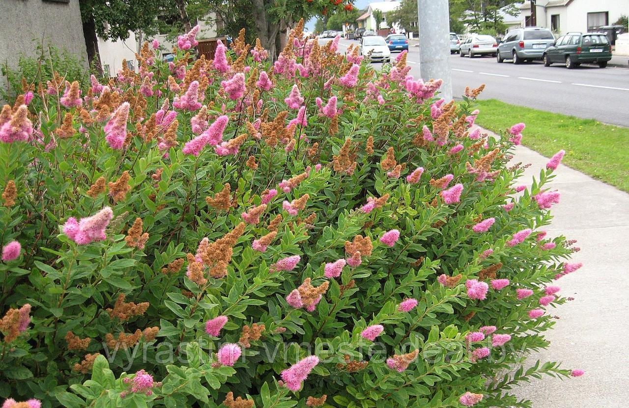 Спирея Билларди (Spiraea billardii) С20, 130-140 см - фото 5 - id-p123140606