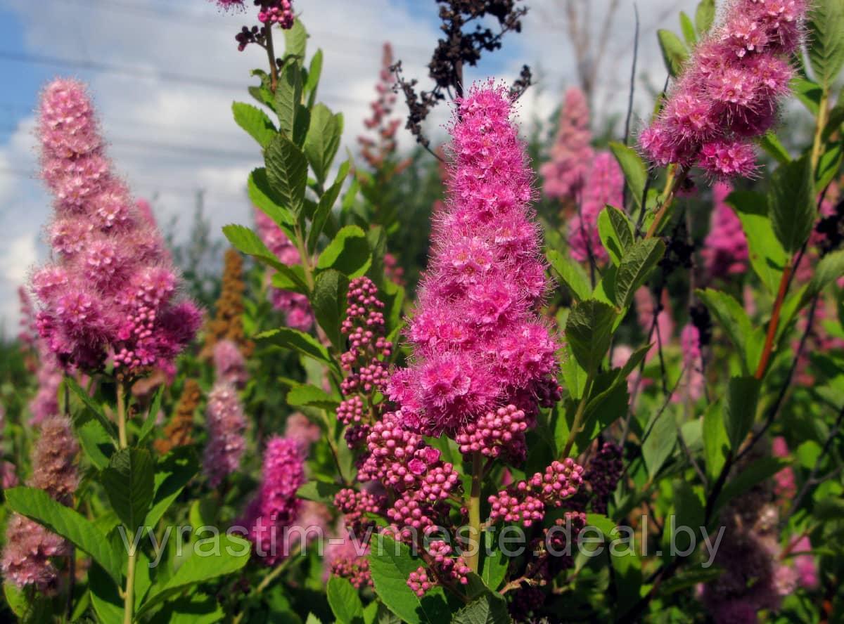 Спирея Билларди (Spiraea billardii) С3, 100 см - фото 4 - id-p196359605