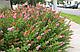 Спирея Билларди (Spiraea billardii) С3, 100 см, фото 5