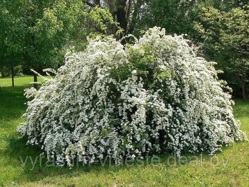 Спирея Вангута (Spiraea Vanhouttei) С3, 50-70 см - фото 2 - id-p4254115