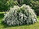 Спирея Вангута (Spiraea Vanhouttei) С3, 50-70 см, фото 2