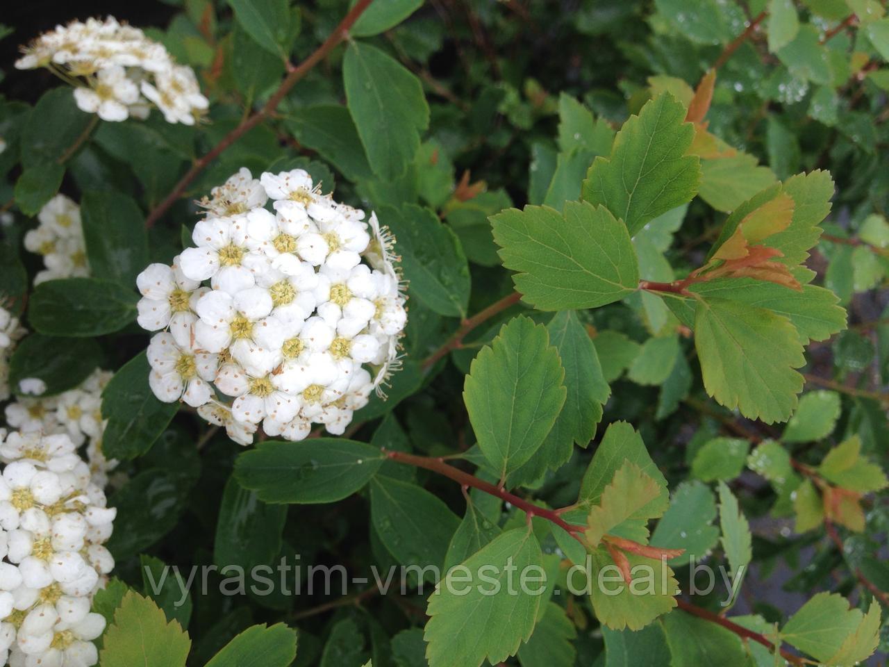 Спирея Вангута (Spiraea Vanhouttei) С3, 50-70 см - фото 3 - id-p4254115