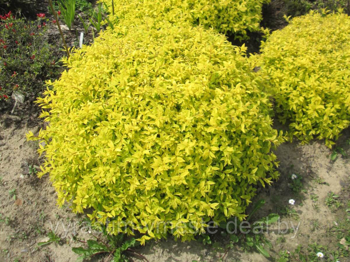 Спирея японская Голд Маунд (Spiraea japonica Gold Mound) С2, 30-40 см - фото 3 - id-p196362015