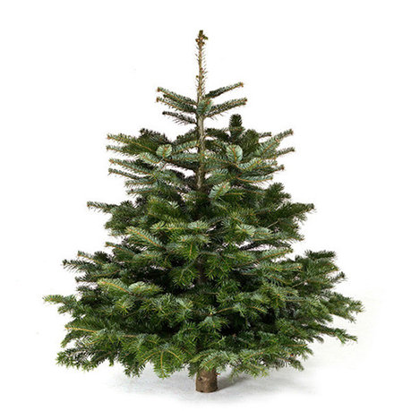 Пихта Нордмана 125-150 см (Standart, Датская новогодняя елка) живая, срезанная, фото 2