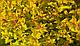 Спирея японская Голд Маунд (Spiraea japonica Gold Mound) С2, 30-40 см, фото 2