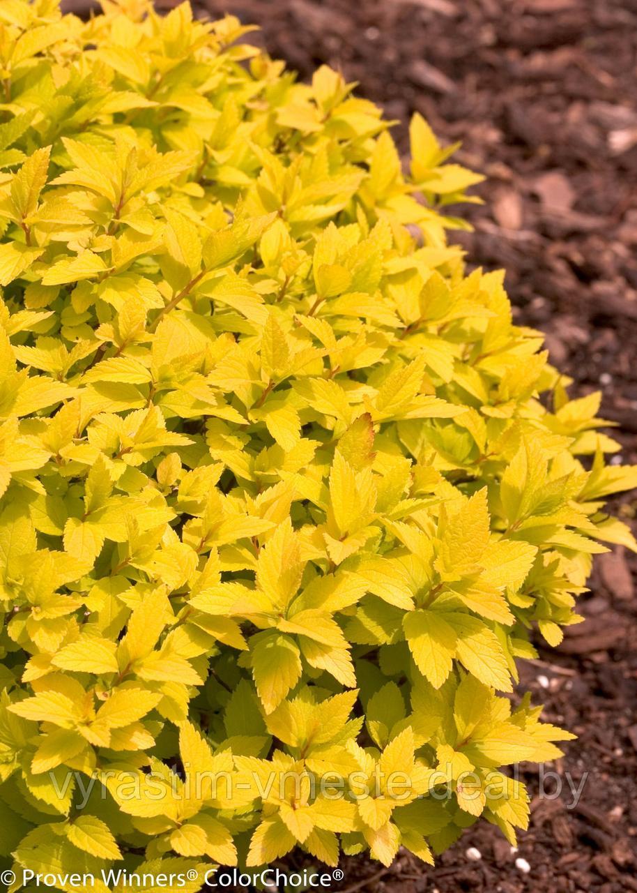 Спирея японская Голд Маунд (Spiraea japonica Gold Mound) С2, 30-40 см - фото 5 - id-p196362015