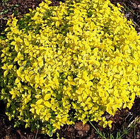 Спирея японская Голден Карпет (Spiraea japonica Golden Carpet) С1, 10 см