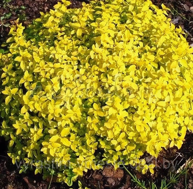 Спирея японская Голден Карпет (Spiraea japonica Golden Carpet) С1, 10 см - фото 1 - id-p196388751