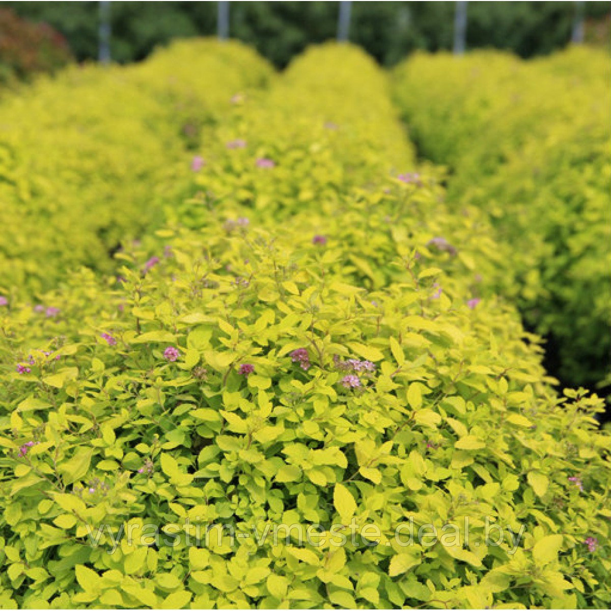 Спирея японская Голден Карпет (Spiraea japonica Golden Carpet) С1, 10 см - фото 3 - id-p196388751