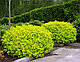 Спирея японская Голден Принцесс (Spiraea japonica Golden Princess) С2, 20-30 см, фото 3