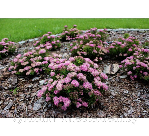 Спирея японская Джапаниз Драфт (Spiraea japonica Japanese Dwarf) С3, 30-40 см - фото 2 - id-p196388800