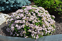 Спирея японская Джапаниз Драфт (Spiraea japonica Japanese Dwarf) С3, 30-40 см