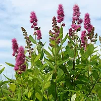 Спирея Дугласа (Spiraea douglasii) С3, 105-110 см