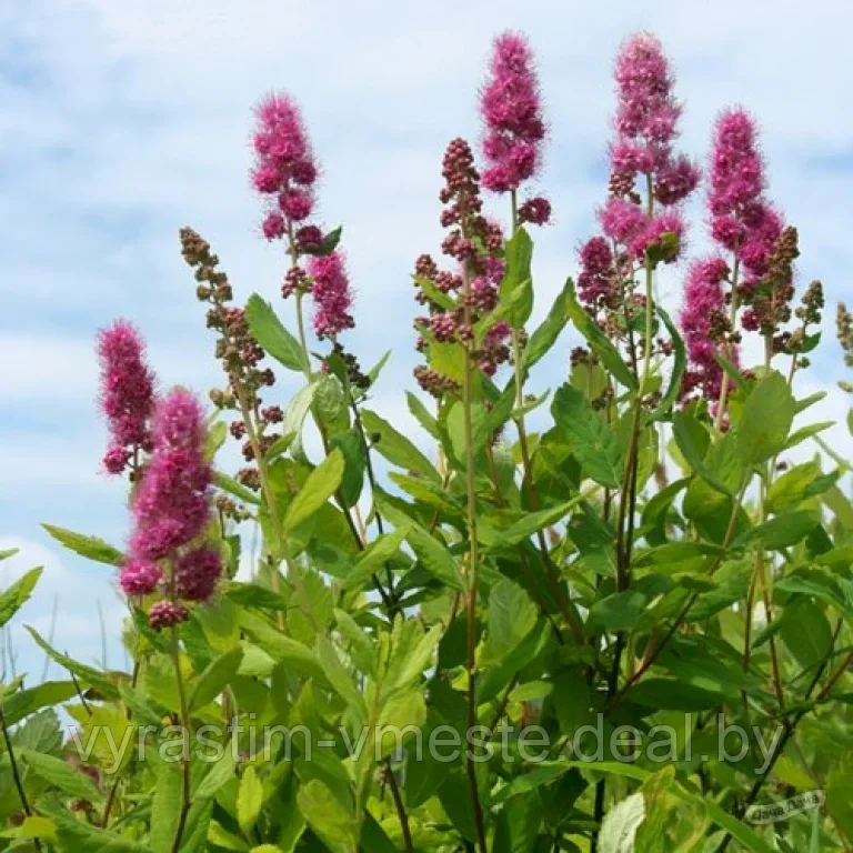 Спирея Дугласа (Spiraea douglasii) С3, 105-110 см - фото 1 - id-p196388842