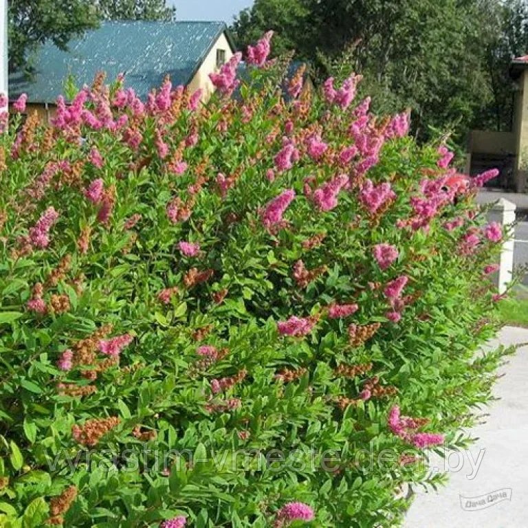 Спирея Дугласа (Spiraea douglasii) С3, 105-110 см - фото 4 - id-p196388842