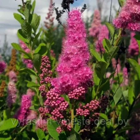 Спирея Дугласа (Spiraea douglasii) С10, 50-60 см - фото 2 - id-p196388870