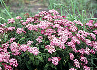 Спирея японская Криспа (Spiraea japonica Crispa) С2, 30-40 см