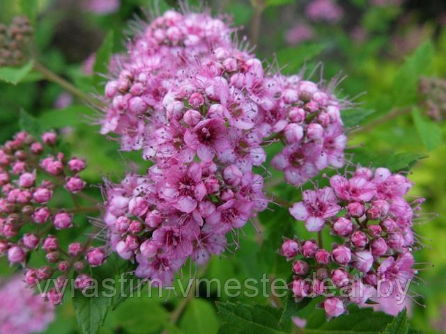 Спирея японская Литл Принцесс (Spiraea japonica Little princess) С3, 30-40 см - фото 5 - id-p175820362