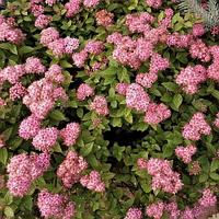 Спирея японская Литл Принцесс (Spiraea japonica Little princess) С3, 30-40 см