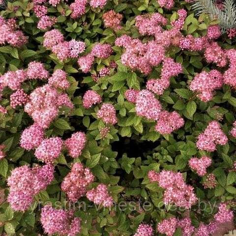 Спирея японская Литл Принцесс (Spiraea japonica Little princess) С3, 30-40 см - фото 1 - id-p175820362