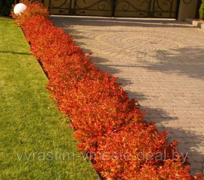 Спирея японская Меджик Карпет (Spiraea japonica Magic Carpet) С1, 20-30 см - фото 5 - id-p123140829