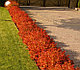 Спирея японская Меджик Карпет (Spiraea japonica Magic Carpet) С1, 20-30 см, фото 5