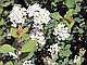 Спирея Вангута Сноу Уайт (Spiraea Vanhouttei Snow White) С2, 60-70 см, фото 4