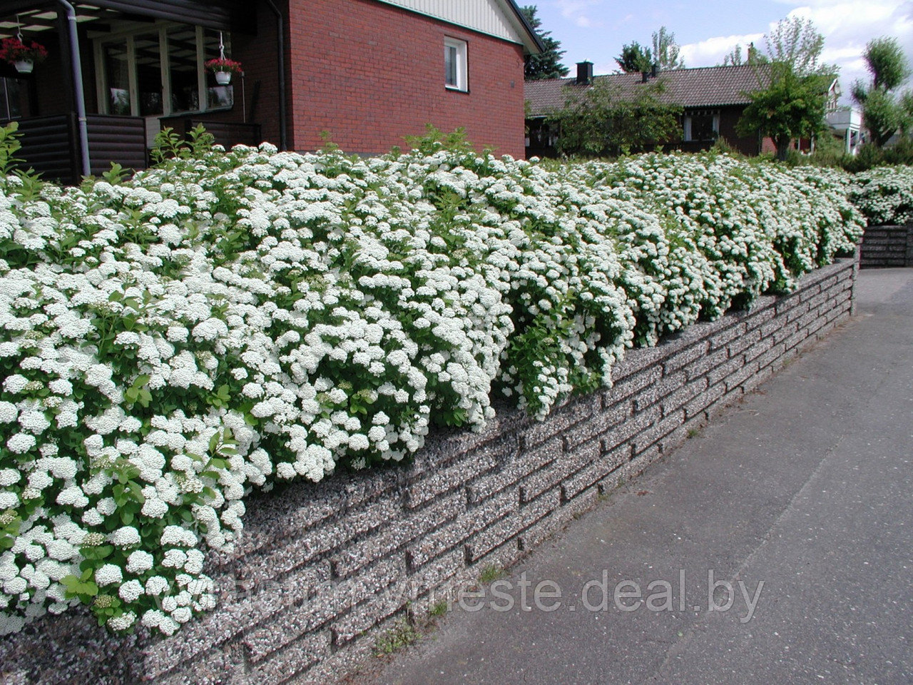 Спирея березолистная Тор (Spiraea betulifolia Tor) С2, 40-50 см - фото 4 - id-p196425538