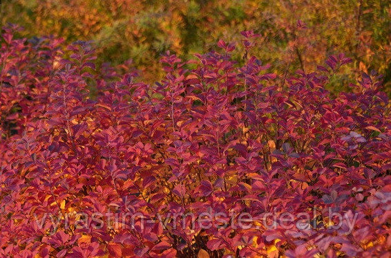 Спирея березолистная Тор Голд (Spiraea betulifolia Tor Gold) С3, 50-60 см - фото 2 - id-p196425579