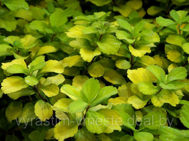 Спирея березолистная Тор Голд (Spiraea betulifolia Tor Gold) С3, 50-60 см - фото 3 - id-p196425579