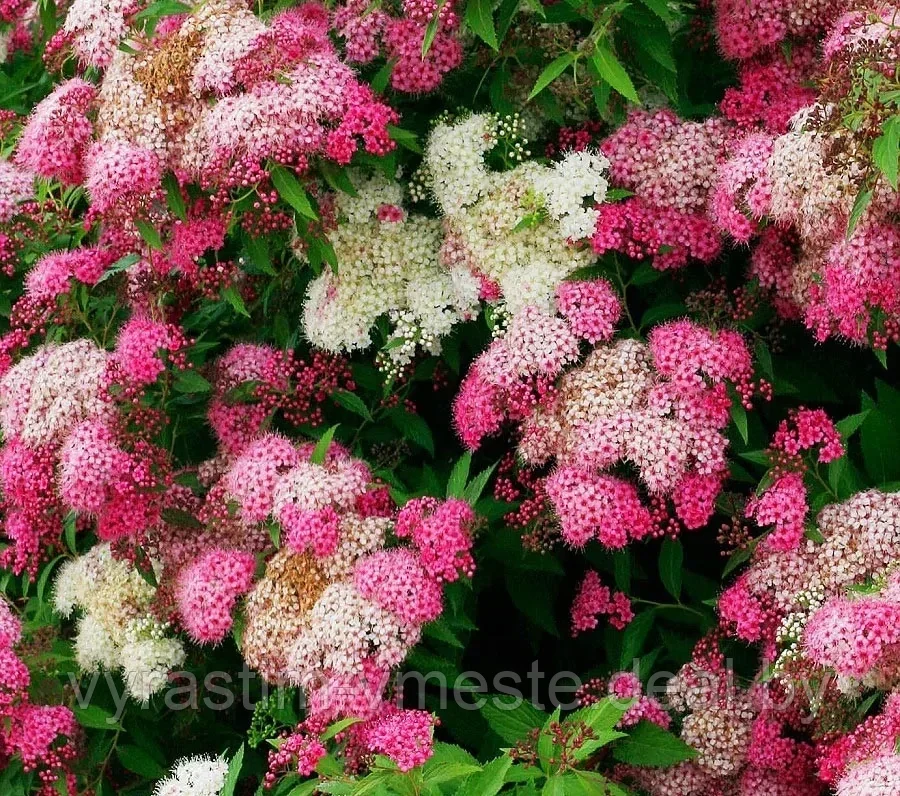 Спирея японская Дженпей/Широбана (Spiraea japonica Genpei/Shirobana) С3, 40 см - фото 1 - id-p123141024