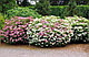 Спирея японская Дженпей/Широбана (Spiraea japonica Genpei/Shirobana) С3, 40 см, фото 2