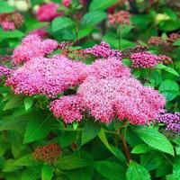 Спирея японская (Spiraea japonica) С5, 40-50 см