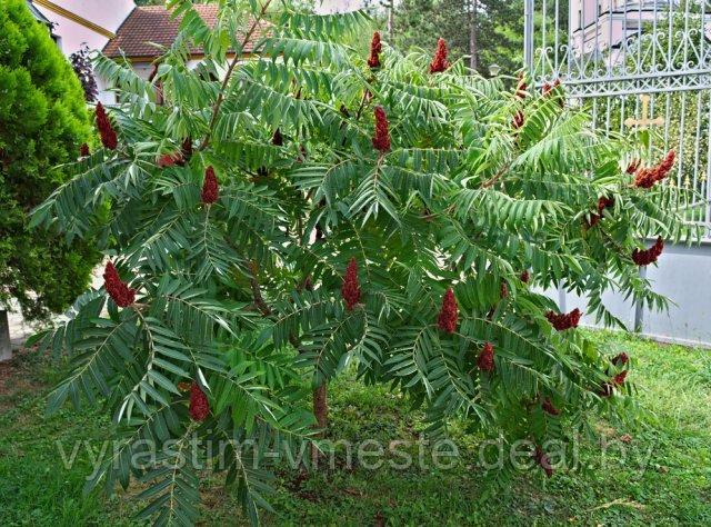 Сумах уксусный (Rhus typhina) С50, 200 см - фото 1 - id-p196459103