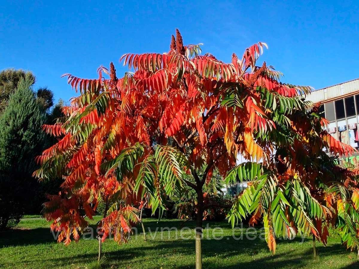 Сумах уксусный (Rhus typhina) С50, 200 см - фото 3 - id-p196459103