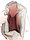 Рюкзак - сумка "BaBuDing" бледно розовый женский, подростковый 32 х 24 х 17 см, фото 4