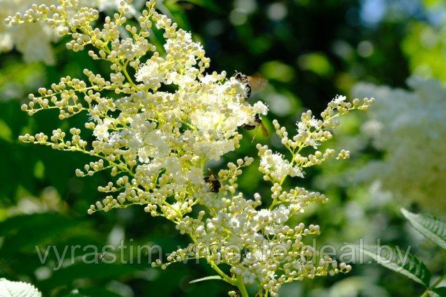 Сумах уксусный (Rhus typhina) С5, 80-90 см - фото 2 - id-p196603137