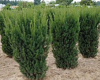 Тис средний Хикси (Taxus media Hicksii) С5, 90-95 см