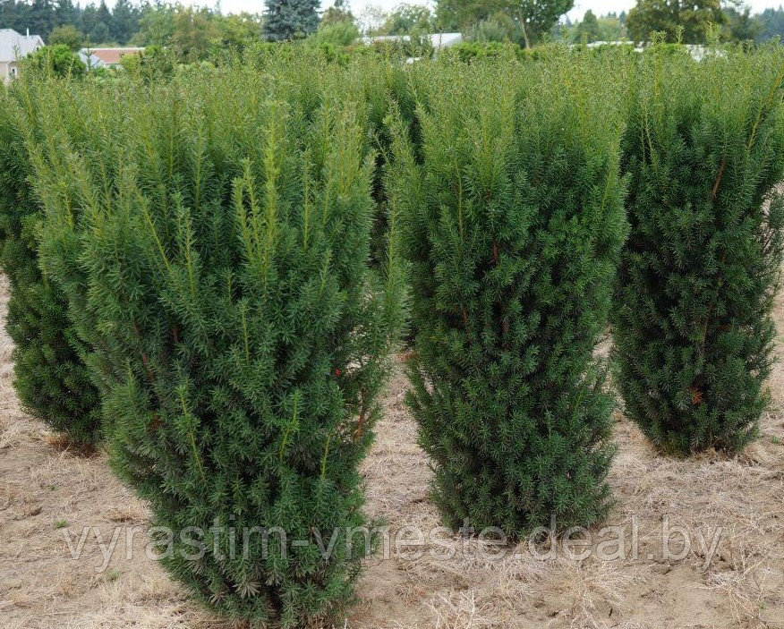 Тис средний Хикси (Taxus media Hicksii) С2, 25-30 см